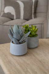Echeveria künstlich im Zementtopf (Pflanze inkl. Topf) Finestgreen