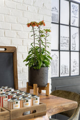 Charlie Black Washed Feet Low