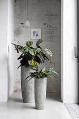 Dax Oyster Imperial Weiß