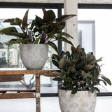 Jesslyn Oyster Imperial Weiß Finestgreen