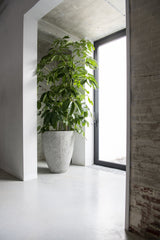 Bernd Oyster Imperial Weiß