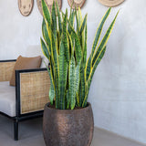Gillard Oyster Imperial Braun Finestgreen