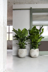 Gillard Oyster Imperial Weiß