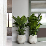 Gillard Oyster Imperial Weiß Finestgreen