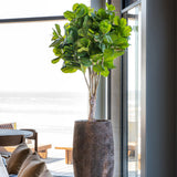 Gillard Oyster Imperial Braun Finestgreen