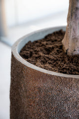 Gillard Oyster Imperial Braun