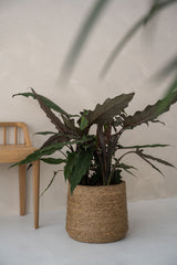 Patt Straw Grass handgewebter Pflanzkorb