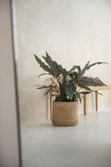 Patt Straw Grass handgewebter Pflanzkorb