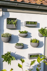 Hanging Wally Peter Grau Finestgreen