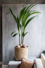 Bohemian - Zayn Finestgreen