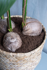 Bohemian - Zayn Finestgreen