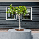 Seating Circle Grau Finestgreen