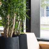 Nax Fiberstone Schwarz Finestgreen