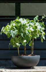 Peter Fiberstone Schwarz Finestgreen