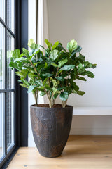 Bernd Oyster Imperial Braun