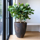 Bernd Oyster Imperial Braun Finestgreen