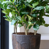 Bernd Oyster Imperial Braun Finestgreen