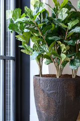 Bernd Oyster Imperial Braun