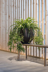 Orb Black Washed Finestgreen