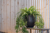 Orb Black Washed Finestgreen