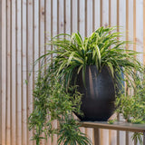 Orb Black Washed Finestgreen