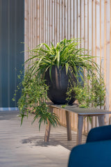 Orb Black Washed Finestgreen || Abgebildete Größe: L