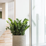 Jumbo Charlie Grey Washed Finestgreen || Abgebildete Größe: XXS