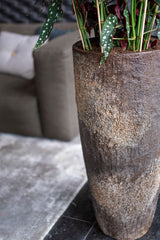 Dax Oyster Imperial Braun