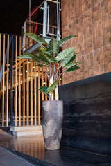 Dax Oyster Imperial Braun