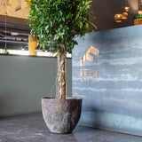 Jesslyn Oyster Imperial Braun