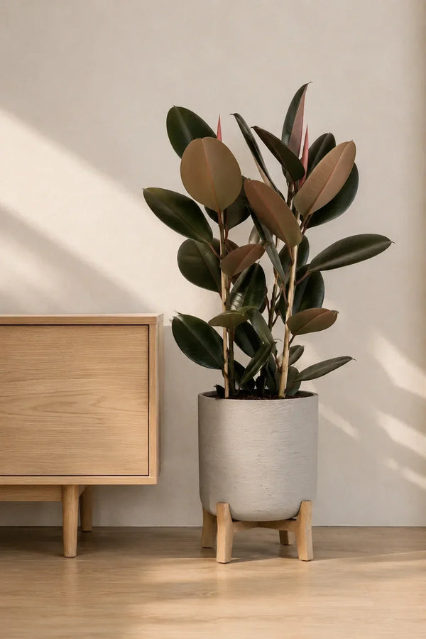 Gummibaum pflegen: Der komplette Guide zu Ficus elastica, Standort und Pflege
