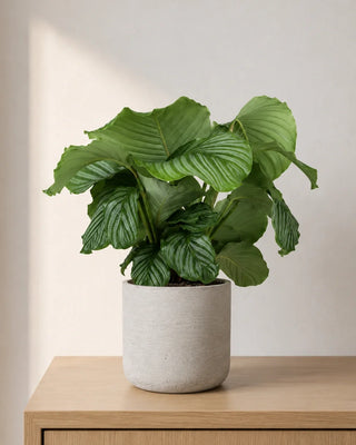 Calathea