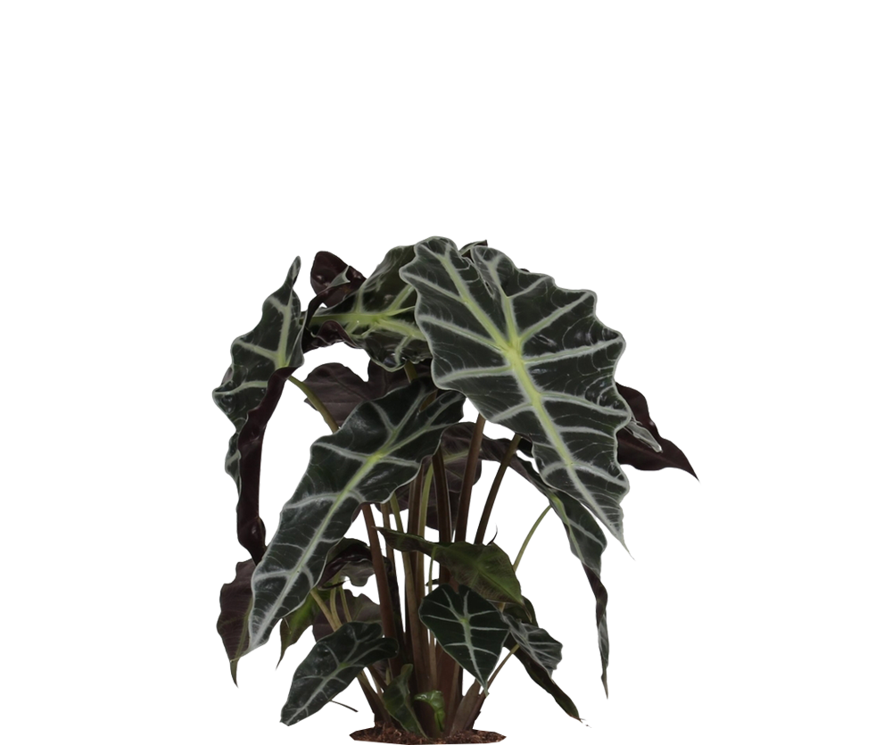 Alocasia Polly Ø:17 H:45 cm