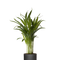 Ø:12 H:40 cm