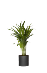 Areca - Goldfruchtpalme Ø:12 H:40 cm