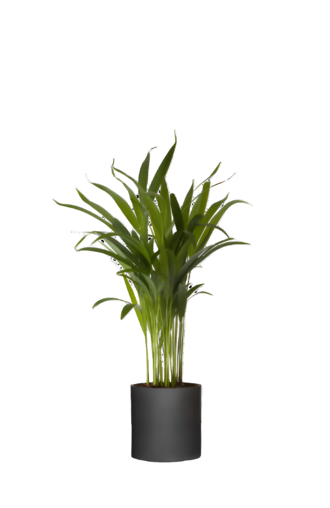 Areca - Goldfruchtpalme Ø:12 H:40 cm