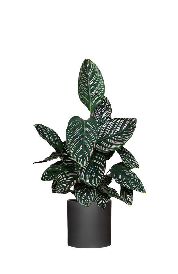 Calathea Ornata - Korbmarante Ø:19 H:80 cm