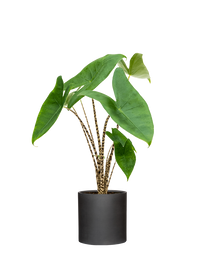 Alocasia