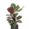 Ø:19 H:80 cm