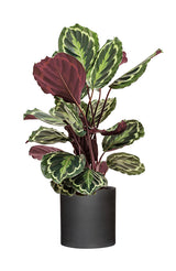 Calathea Set - Orbifolia & Medallion