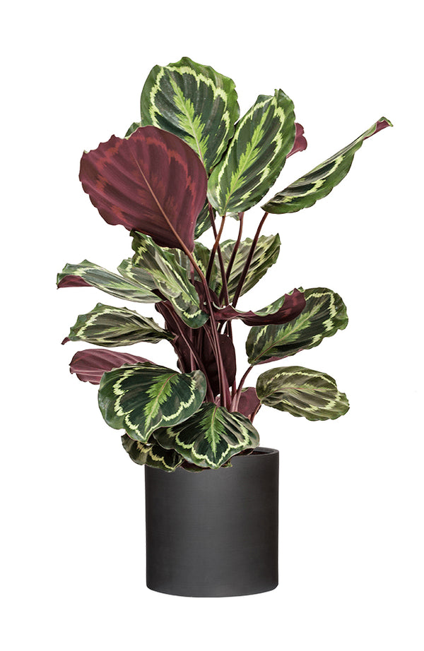 Calathea Set - Orbifolia & Medallion