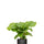 Calathea Orbifolia - Korbmarante Ø:14 H:35 cm