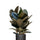 Gummibaum - Ficus Elastica Abidjan Ø:27 H:110 cm