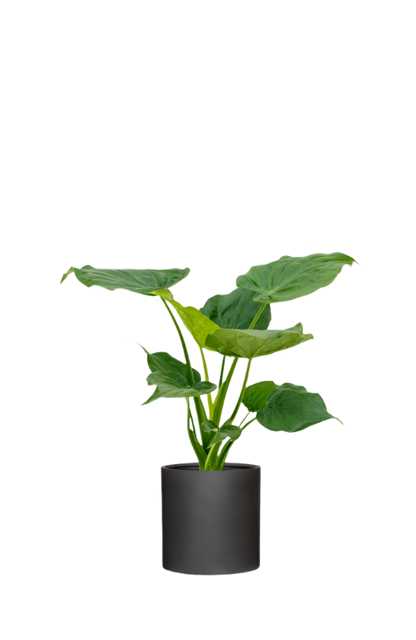 Alocasia Cucullata Ø:17 H:70 cm