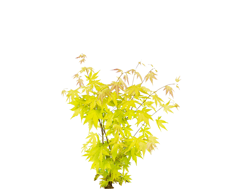 Fächerahorn Acer Orange Dream Ø:15 H:40 cm