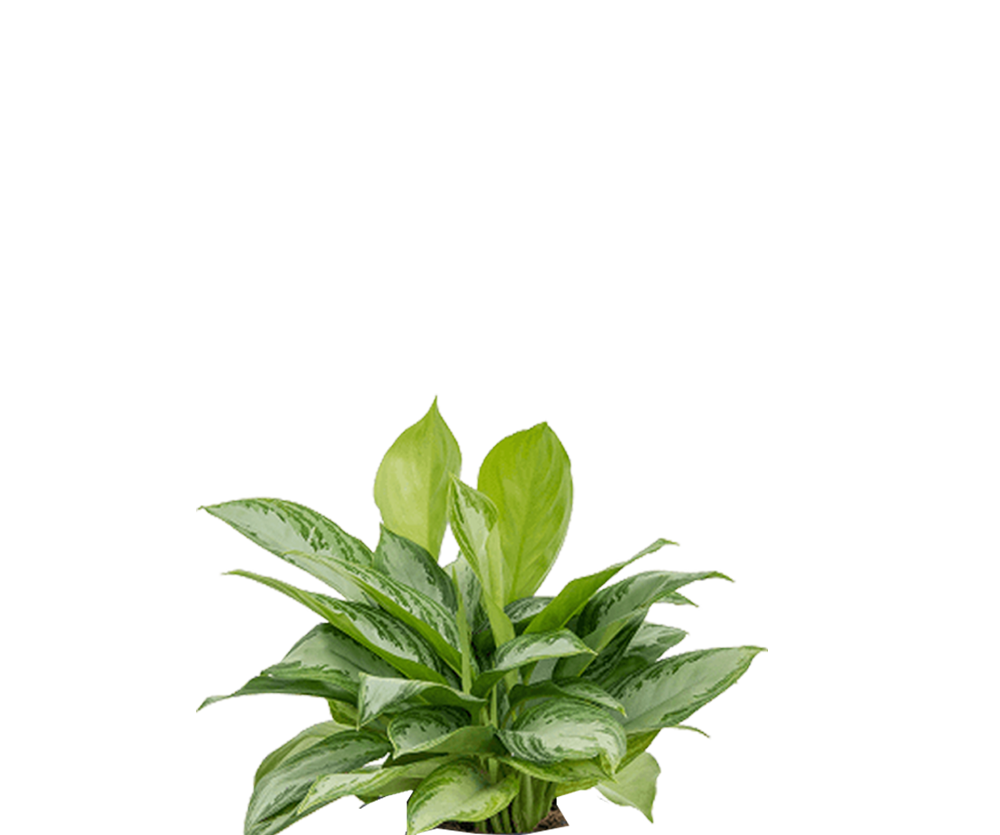 Kolbenfaden - Aglaonema Silver Bay Ø:24 H:60 cm