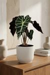Alocasia Polly