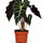 Alocasia Polly Ø:12 H:40 cm freigestellt Finestgreen 