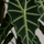 Alocasia Polly Ø:17 H:45 cm