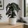 Alocasia Polly Ø:17 H:45 cm